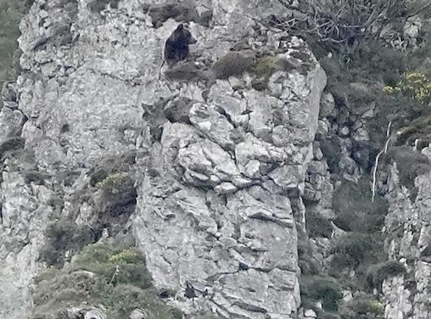 Cantabrian brown bear